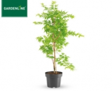 GARDENLINE&reg;Ahorn-Strauch