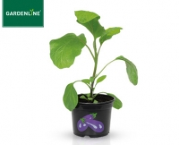 GARDENLINE®Gemüsepflanze 1.39 €