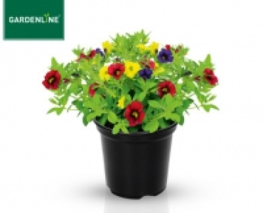 GARDENLINE&reg;Mini-Petunie