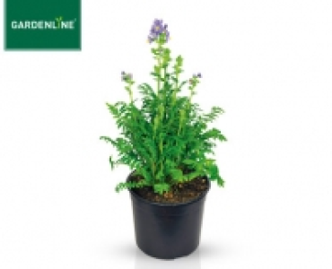 GARDENLINE®Solitärstaude 1.99 €