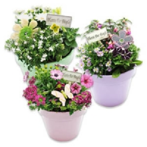 Bepflanzte Keramikschalen mit Beetpflanzen