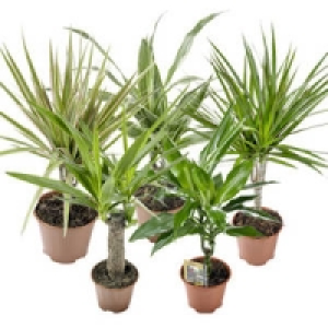 Gr&uuml;npflanzen mit Stamm