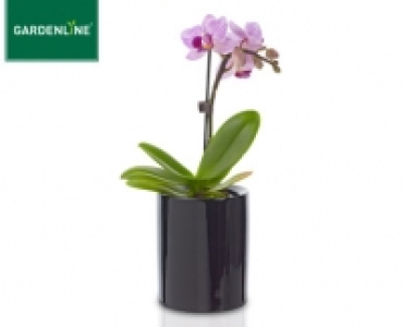GARDENLINE®Mini-Orchidee im Topf 3.99 €