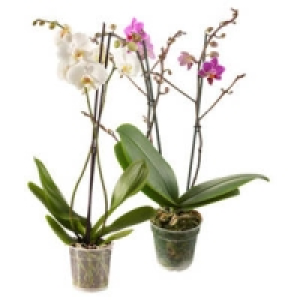Phalaenopsis (Schmetterlingsorchidee)
