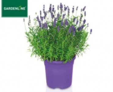 GARDENLINE®Lavendel 2.59 €