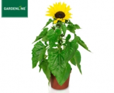 GARDENLINE®Sommerblume 1.49 €