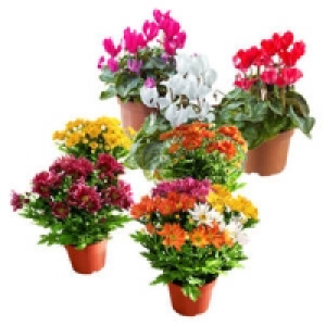 Bl&uuml;hpflanzen-Mix 1.99&nbsp;&euro;