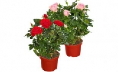 Topfrose 1.99 €