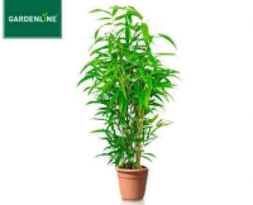 GARDENLINE®Palme oder Bambus 19.99 €