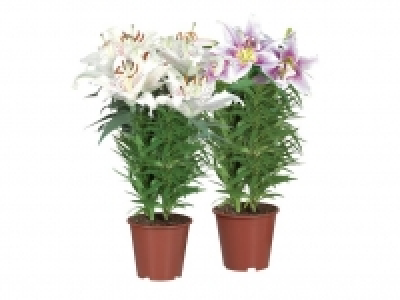 Orientalische Lilie 5.99&nbsp;&euro;