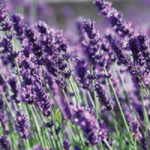 Lavendel 1.99 €