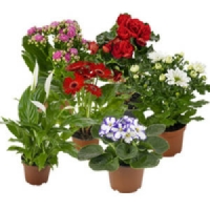 Bl&uuml;hpflanzen-Mix 1.00&nbsp;&euro;