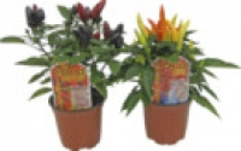 Chili 2.99&nbsp;&euro;