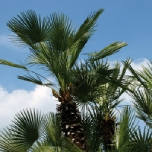 Palme 4.99 €