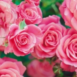 Topfrose 1.99 €