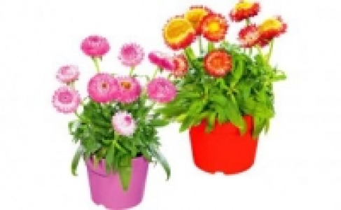 Strohblume 1.99&nbsp;&euro;