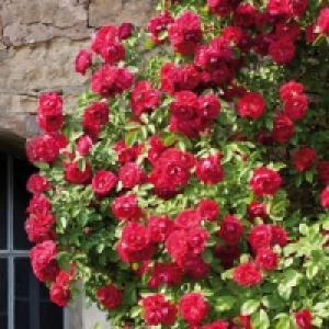 Kletterrose am Spalier 6.99&nbsp;&euro;