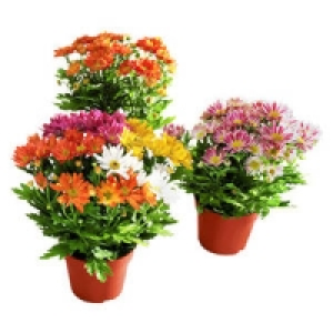 Bl&uuml;hpflanzen-Mix 1.99&nbsp;&euro;