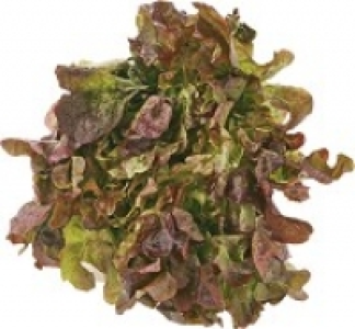 Salat 1.11 €