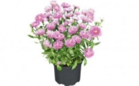 Aster novi belgii 1.49 €