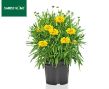 GARDENLINE&reg;Stauden-Mix