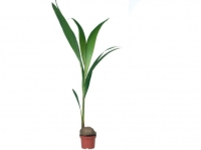 Kokospalme 4.99 €