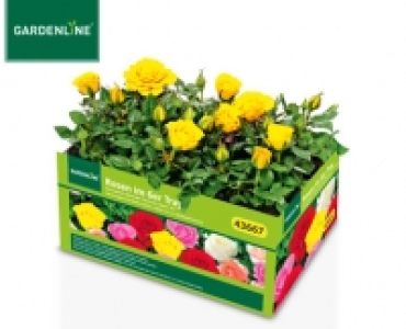 GARDENLINE®Rosen im 6er-Tray 4.99 €