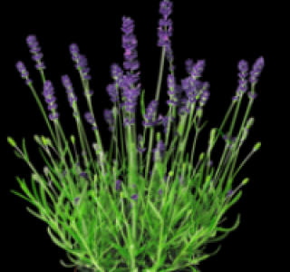 Lavendel 2.49 €