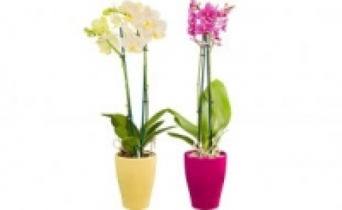 Schmetterlingsorchidee in Keramik 5.99 €