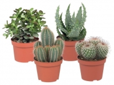 Kaktus/Sukkulente 2.49&nbsp;&euro;