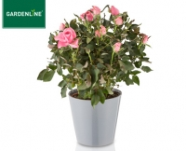 GARDENLINE&reg;Mediterrane Bl&uuml;h- und Gr&uuml;npflanzen