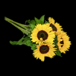 Sonnenblumen