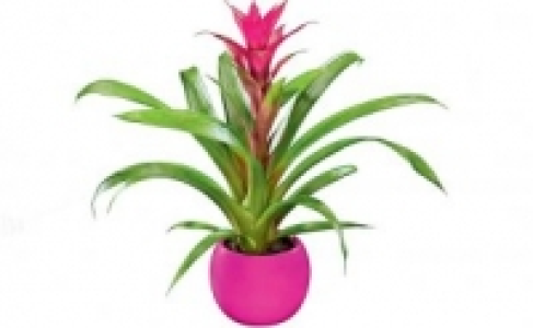 Bromelie 3.99 €