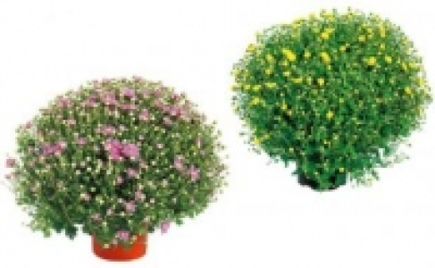 Chrysanthemen Busch 3.99 €