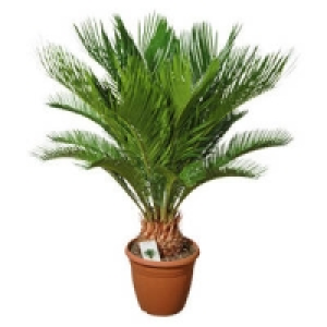 Cycas Palme 19.99 €