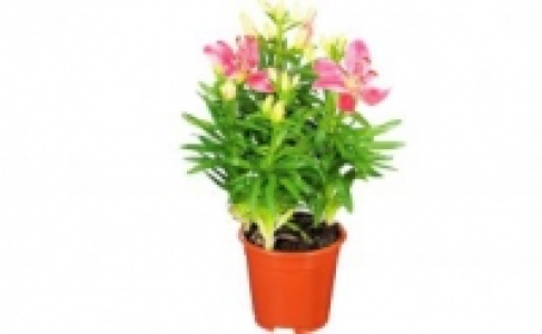 Orientalische Lilie 2.99&nbsp;&euro;