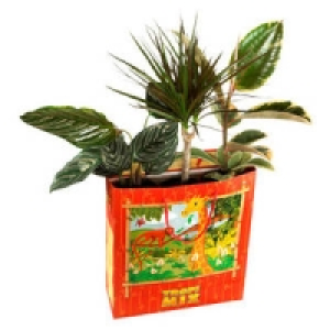 3 Gr&uuml;npflanzen in einer T&uuml;te 5.99&nbsp;&euro;