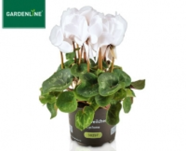 GARDENLINE&reg;Alpenveilchen 1.49&nbsp;&euro;
