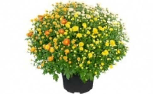Chrysanthemen-Busch 3.99 €
