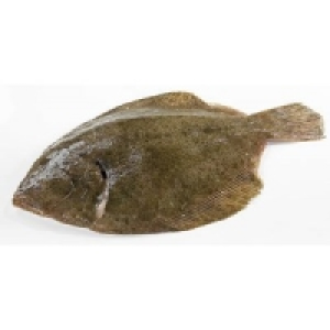 Glattbutt