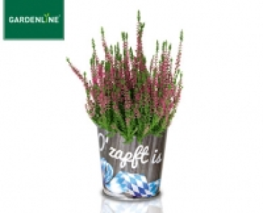 GARDENLINE&reg;Oktoberfest-Pflanze