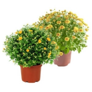 Chrysanthemen-Busch 4.99 €