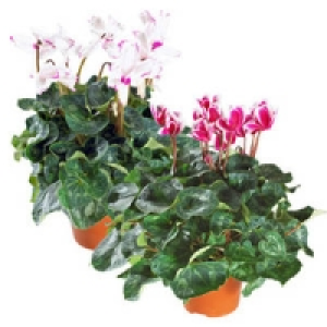 Cyclamen