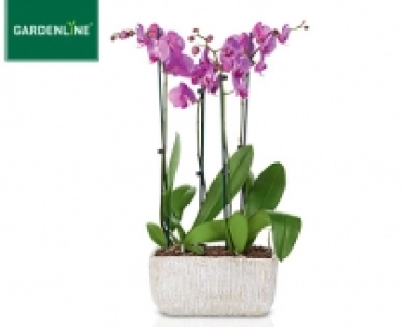 GARDENLINE®Exklusives Orchideen-Arrangement 17.99 €