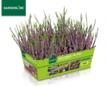 GARDENLINE&reg;Erica Calluna 3.49&nbsp;&euro;