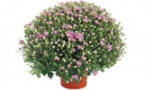 Chrysanthemen-Busch 2.99 €