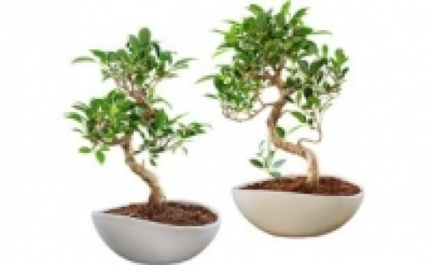 Bonsai 12.99 €