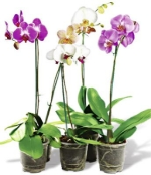 Schmetterlingsorchidee 3.99 €