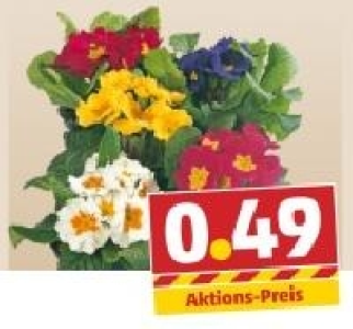 Primeln 0.49&nbsp;&euro;