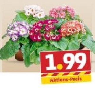 Sternblume 1.99&nbsp;&euro;